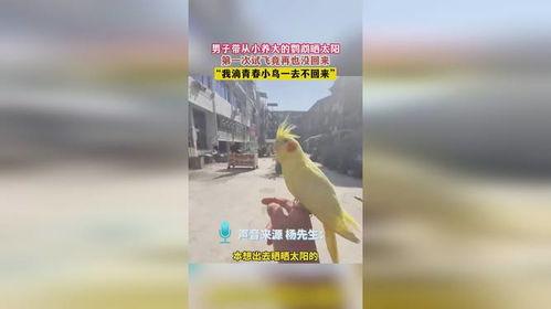 我的青春小鸟一去再回来  第3张