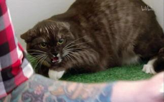 家有恶猫,揭秘猫咪的另类魅力与挑战  第3张