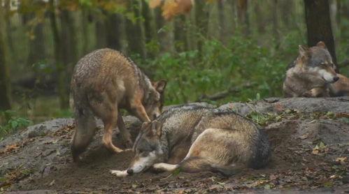 狼狩猎,自然界的智慧与策略